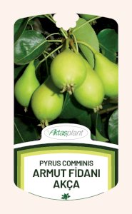 Pyrus Comminis Akça