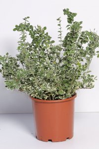 Euonymus fortunei ‘Emerald gaiety’ (Gümişi yayılıcı çıtır taflan)