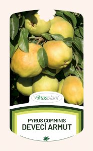 Pyrus Comminis Deveci  (Deveci Armut)